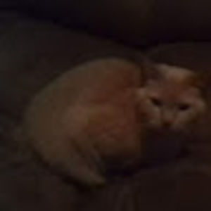 Meet your Posher, Savannah